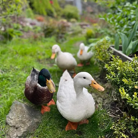 Cozy And Modern With A Countryside Feeling In Leilighet